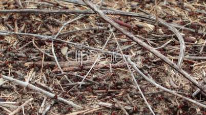 lots of ants hard working on building anthill of conifer needles