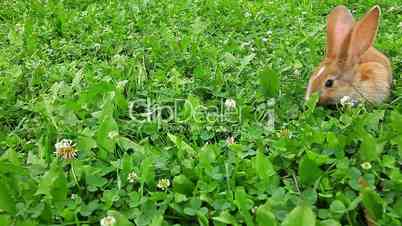 rabbit on a green lawn