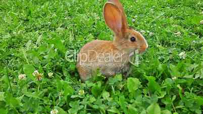rabbit on a green lawn