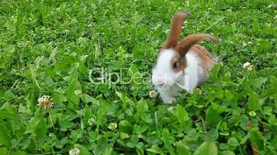 rabbit on a green lawn