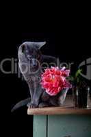 Katze mit Tulpe
