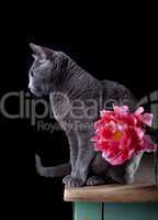 Katze mit Tulpe