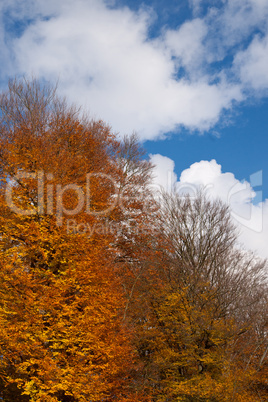 blauer Himmel und buntes Laub