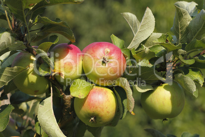 Äpfel / Apples