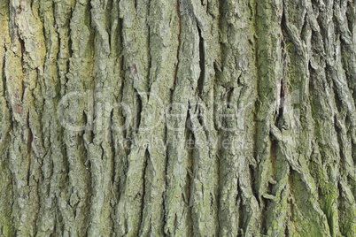 Eichenrinde / Oak bark