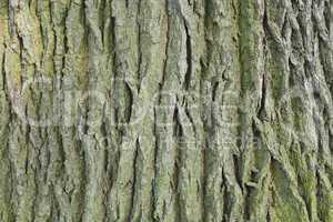 Eichenrinde / Oak bark