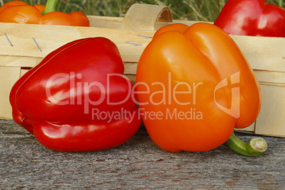 Paprika / Bell pepper