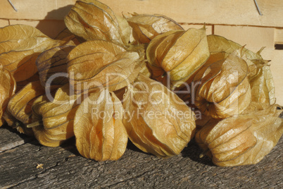 Physalis / Golden Strawberry