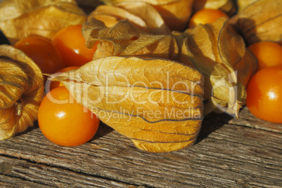 Physalis / Golden Strawberry