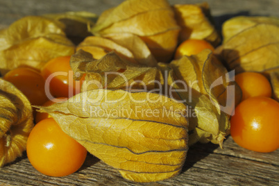 Physalis / Golden Strawberry