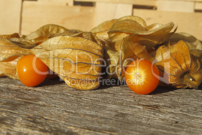 Physalis / Golden Strawberry