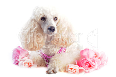 poodle and flowers