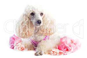 poodle and flowers