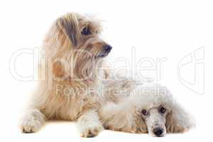 Pyrenean sheepdog and poodle