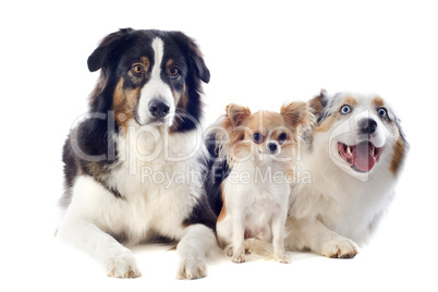 australian shepherds and chihuahua