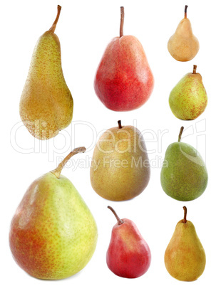 varieties of pears