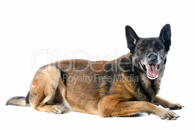 malinois