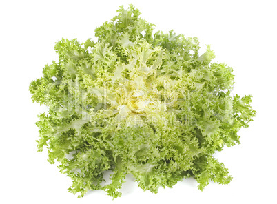 frisee chicory endive salad