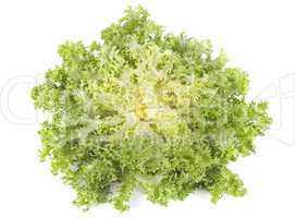 frisee chicory endive salad