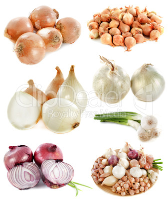 group of onions