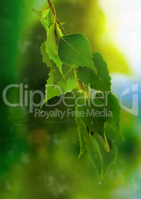 leaves of birch