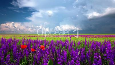 field of flowers and the cloudy sky