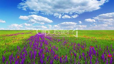 field of flowers and the cloudy sky