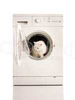 Washer machine and white cat