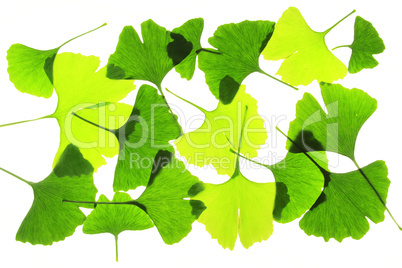 Ginkgo (Ginkgo biloba)