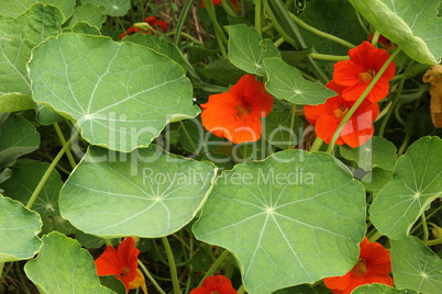 Kapuzinerkresse (Tropaeolum majus)