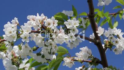 Blossoming cherry tree on blue sky background