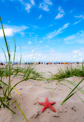 Strand mit Seestern