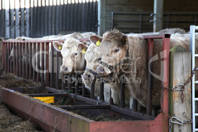 Cows in a stable