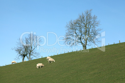Flock of Sheep in a green meadow
