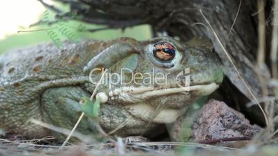 Colorado River Toad