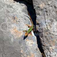 Sand lizard bask on rock