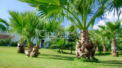 Beauty palm-trees