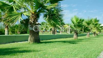 Beauty palm-trees