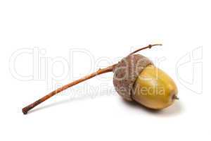 Acorn on white background