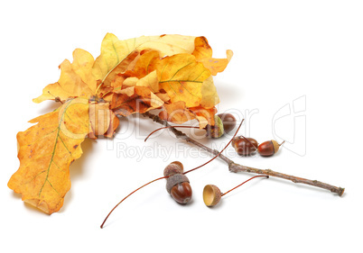 Autumn oak leaves and acorns