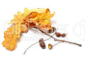 Autumn oak leaves and acorns