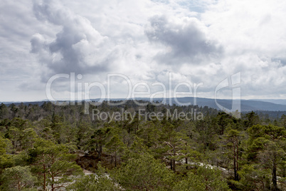view over forest with cloudy sky