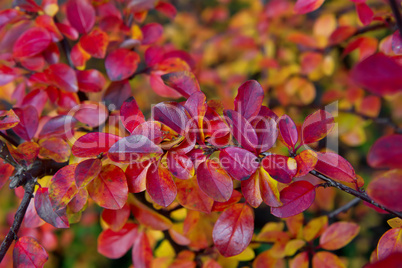 Background of autumn leaves