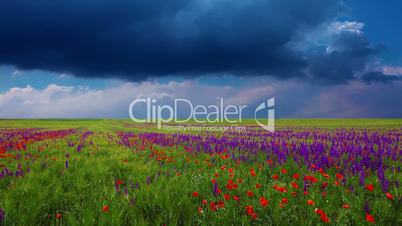 field of flowers and the cloudy sky