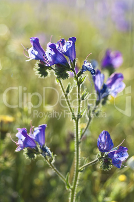 Purple Viper's Bugloss