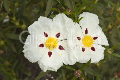 Gum rockrose