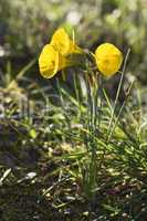 Hoop petticoat daffodil