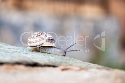 Snail on stone