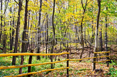 Autumn forest with a fence