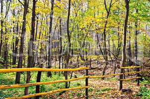 Autumn forest with a fence